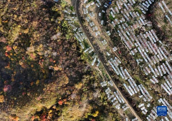 乡村行·看振兴丨延安南沟村：黄土高原上的山乡之变