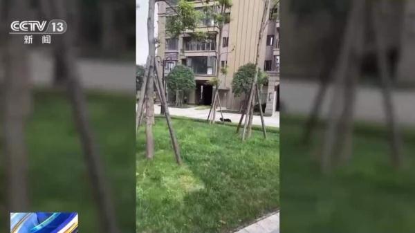 恶犬伤人事件发生 犬主应承担哪些法律责任? 恶犬伤人事件发生 犬主应承担哪些法律责任?