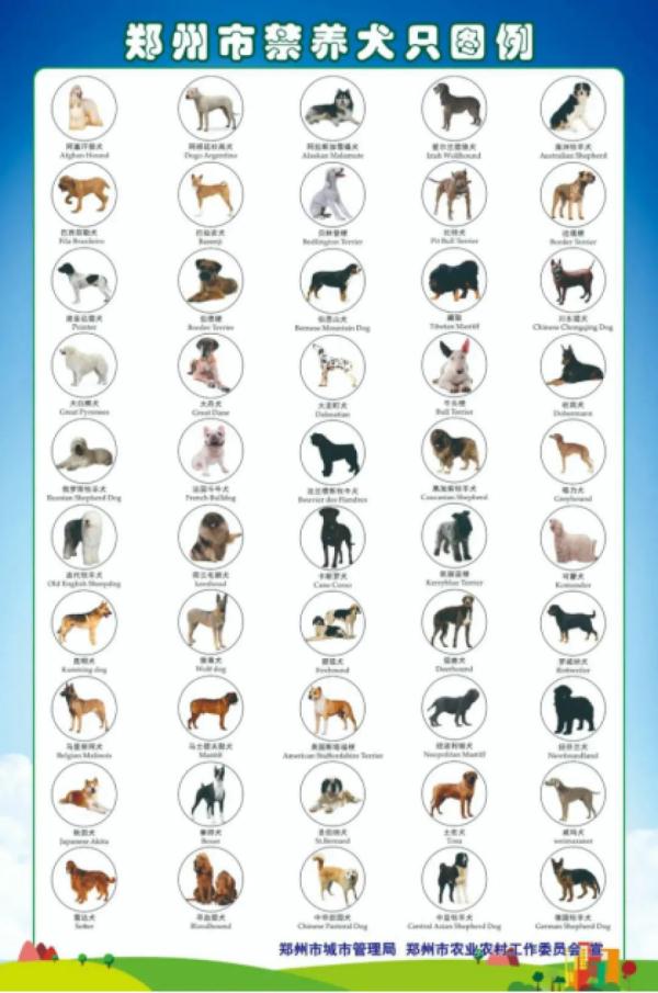 未办证、遛狗不拴绳......郑州全市严查不文明养犬