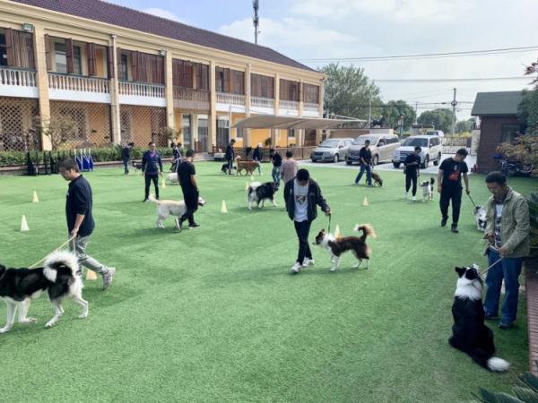 幼童遭撕咬事件后，听专业人士聊聊烈性犬，上海发布相关政策...