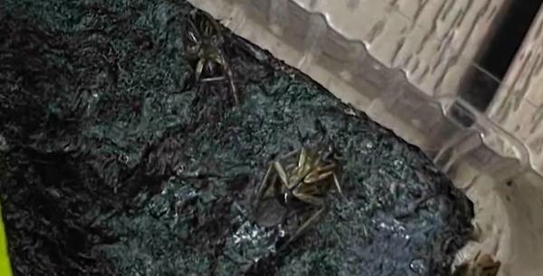 山姆又摊上事了，热卖的咸味海苔竟然嵌着蟑螂