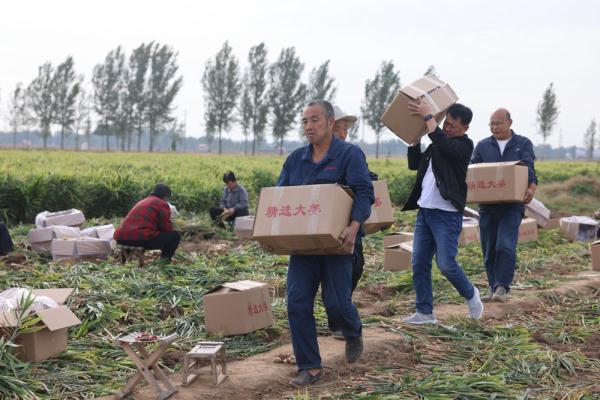河北宁晋：生姜喜丰收 农户收获忙
