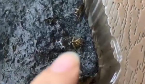 海苔内发现3只死蟑螂,产品仍在保质期内! 海苔内发现3只死蟑螂,产品仍在保质期内!