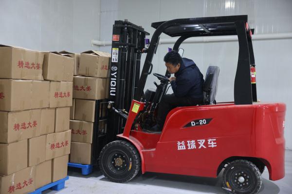 河北宁晋：生姜喜丰收 农户收获忙