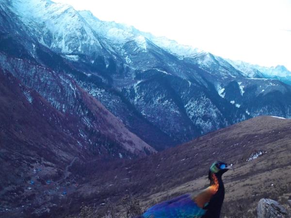 太萌了!国家一级保护动物“荒漠猫”现身四川达古冰川 太萌了!国家一级保护动物“荒漠猫”现身四川达古冰川