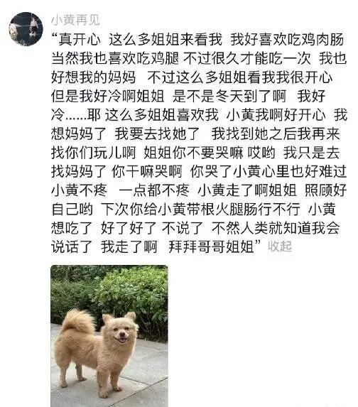 流浪狗被高校保安驱赶处置致死，引发学生愤怒和不满