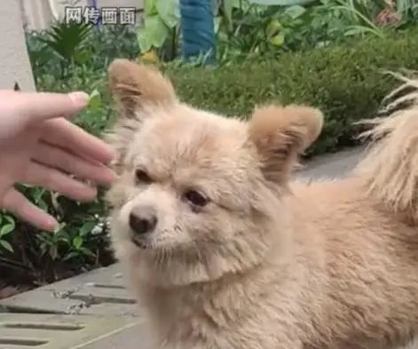 流浪狗被高校保安驱赶处置致死，引发学生愤怒和不满