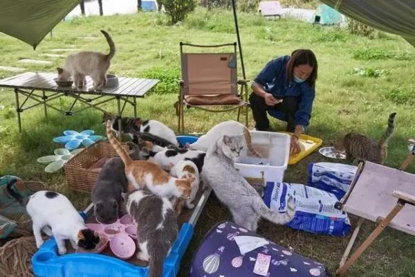 每斤4块5的猫肉充当羊肉卖30块一斤，千余只猫被警方截获→
