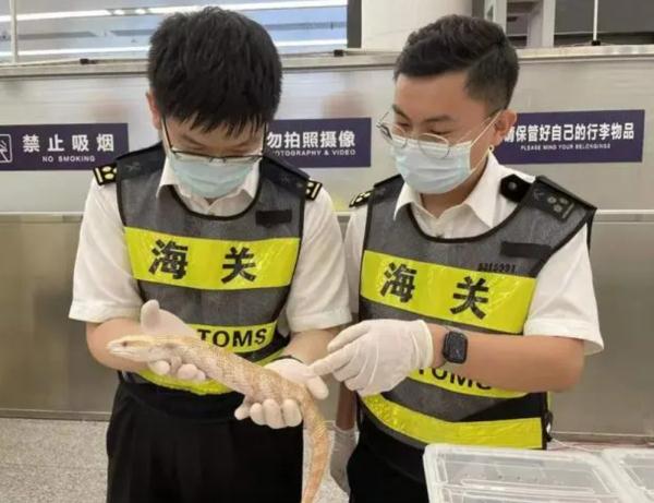 警惕！香港出现“水中杀手”