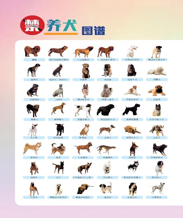 沈阳警方最新提醒：除了48种犬禁养，这8件事养犬人也不能做！