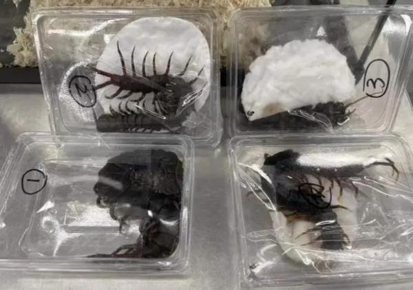 警惕！香港出现“水中杀手”