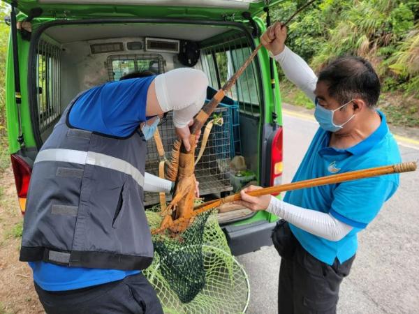 警惕！香港出现“水中杀手”