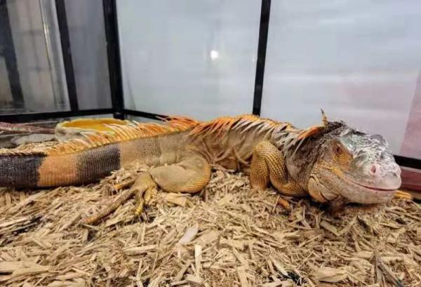 警惕！香港出现“水中杀手”