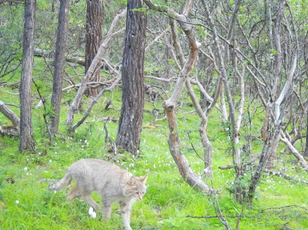 太萌了!国家一级保护动物“荒漠猫”现身四川达古冰川 太萌了!国家一级保护动物“荒漠猫”现身四川达古冰川