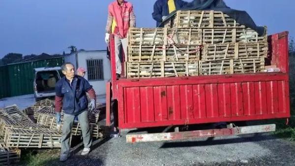 每斤4块5的猫肉充当羊肉卖30块一斤，千余只猫被警方截获→