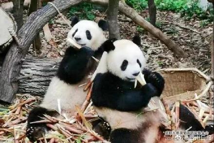 游客注意!熊猫花花改成8点上班了 游客注意!熊猫花花改成8点上班了