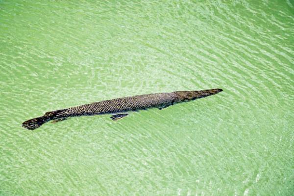 警惕！香港出现“水中杀手”