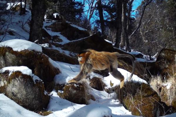 太萌了!国家一级保护动物“荒漠猫”现身四川达古冰川 太萌了!国家一级保护动物“荒漠猫”现身四川达古冰川