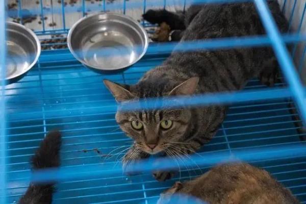 每斤4块5的猫肉充当羊肉卖30块一斤，千余只猫被警方截获→