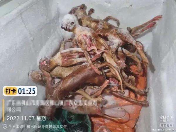每斤4块5的猫肉充当羊肉卖30块一斤，千余只猫被警方截获→