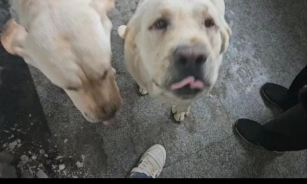 撕咬两岁女童的恶犬，怎么跑出来的？黑狗主人亲属最新回应
