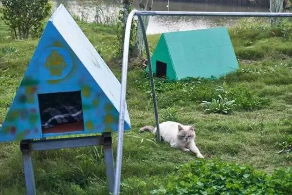 每斤4块5的猫肉充当羊肉卖30块一斤，千余只猫被警方截获→