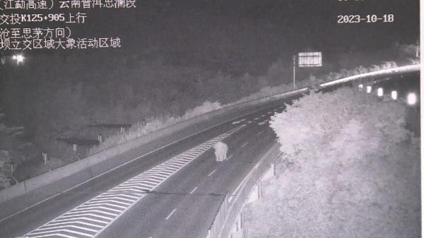 在高速公路上“散步”？这头野生亚洲象有点调皮→