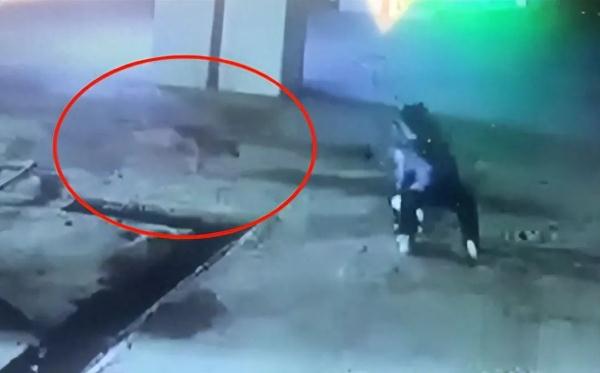 又一例！恶犬扑向1岁幼童，老人护娃险丧命！