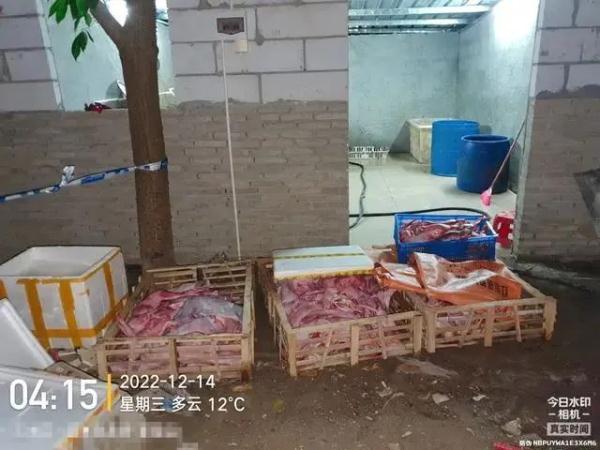 每斤4块5的猫肉充当羊肉卖30块一斤，千余只猫被警方截获→