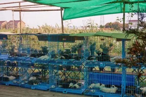 每斤4块5的猫肉充当羊肉卖30块一斤，千余只猫被警方截获→
