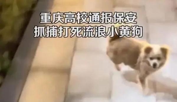 流浪狗被高校保安驱赶处置致死，引发学生愤怒和不满