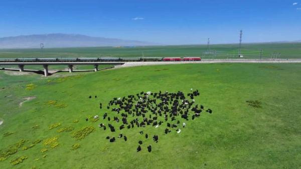 让大爷“圈粉”的列车美景,找到了! 让大爷“圈粉”的列车美景,找到了!