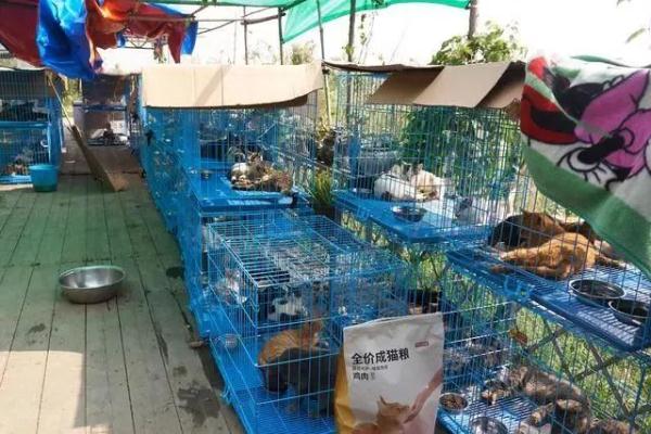 每斤4块5的猫肉充当羊肉卖30块一斤，千余只猫被警方截获→