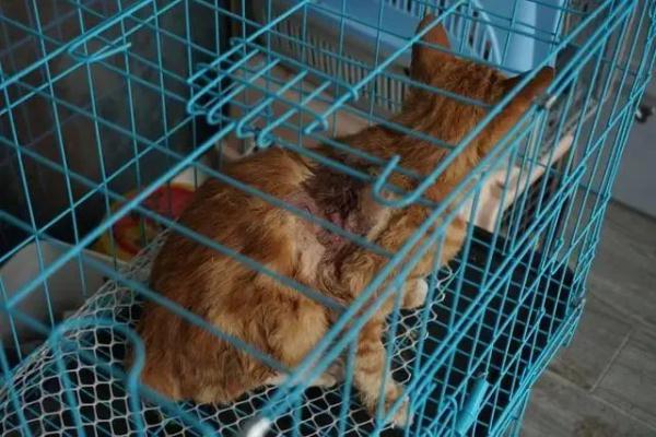 每斤4块5的猫肉充当羊肉卖30块一斤，千余只猫被警方截获→