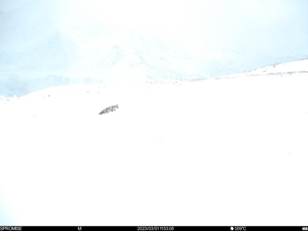 太萌了!国家一级保护动物“荒漠猫”现身四川达古冰川 太萌了!国家一级保护动物“荒漠猫”现身四川达古冰川