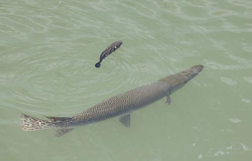 警惕！香港出现“水中杀手”