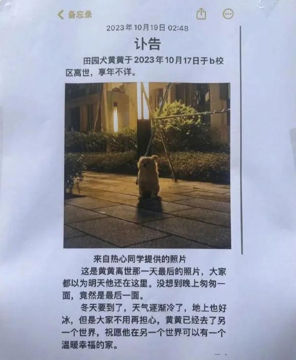 流浪狗被高校保安驱赶处置致死，引发学生愤怒和不满