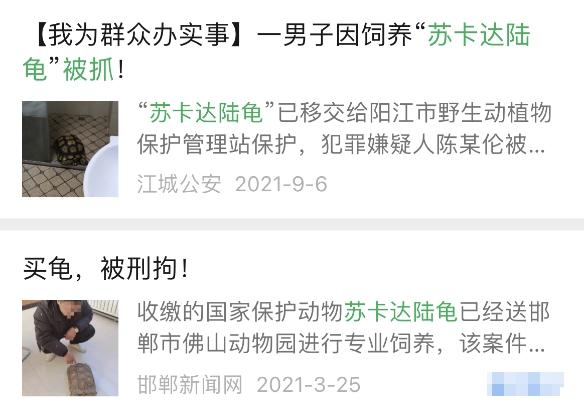 刑拘！厦门一男子在家中被抓，现场查获濒危野生动物苏卡达陆龟2只