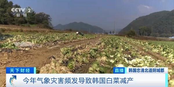 韩国白菜减产致价格上涨 泡菜进口量创4年同期新高