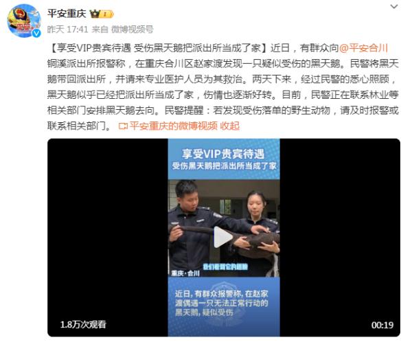 享受VIP贵宾待遇 受伤黑天鹅把派出所当成了家