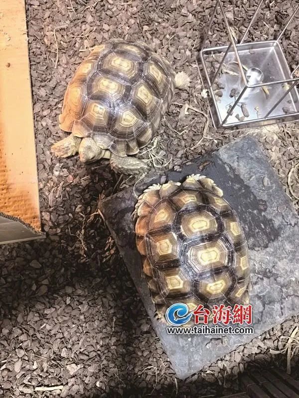 刑拘！厦门一男子在家中被抓，现场查获濒危野生动物苏卡达陆龟2只