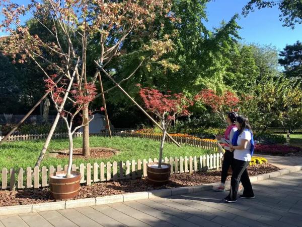 香山红叶季首个高峰,我们替你去看了看 香山红叶季首个高峰,我们替你去看了看