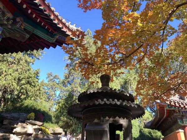 香山红叶季首个高峰,我们替你去看了看 香山红叶季首个高峰,我们替你去看了看