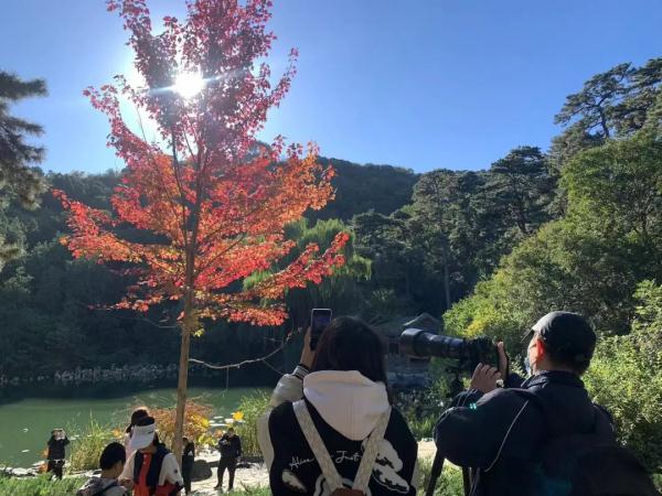 香山红叶季首个高峰,我们替你去看了看 香山红叶季首个高峰,我们替你去看了看