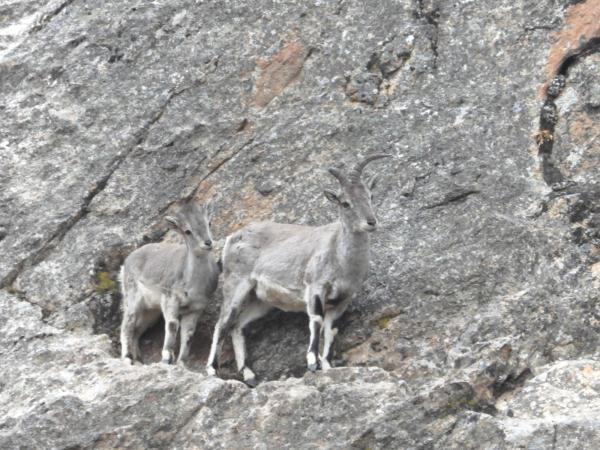 有爱!拉萨首次记录到雪豹带崽活动影像 有爱!拉萨首次记录到雪豹带崽活动影像
