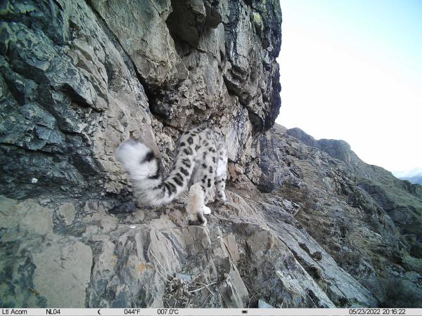 有爱!拉萨首次记录到雪豹带崽活动影像 有爱!拉萨首次记录到雪豹带崽活动影像
