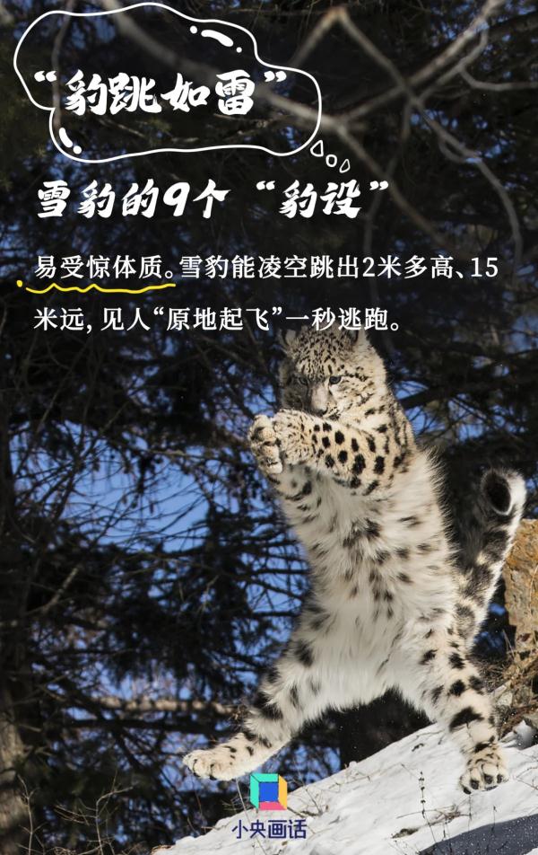 雪豹的九个“豹设” 雪豹的九个“豹设”