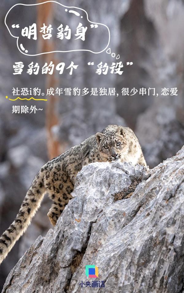 雪豹的九个“豹设” 雪豹的九个“豹设”