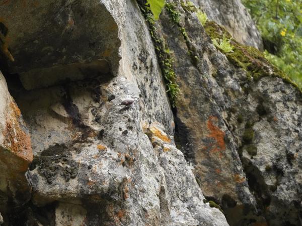 有爱!拉萨首次记录到雪豹带崽活动影像 有爱!拉萨首次记录到雪豹带崽活动影像
