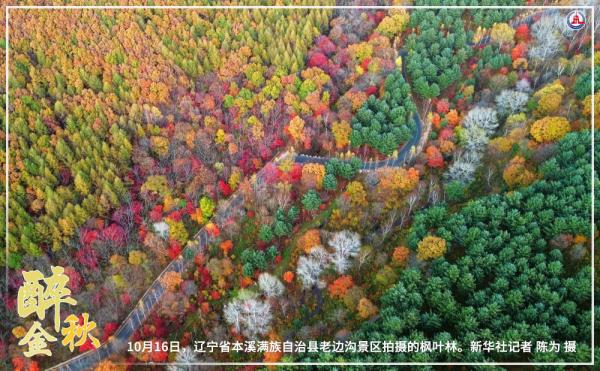 共饮菊花酒 沉醉在金秋